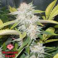 Illuminati Seeds Immortal OG